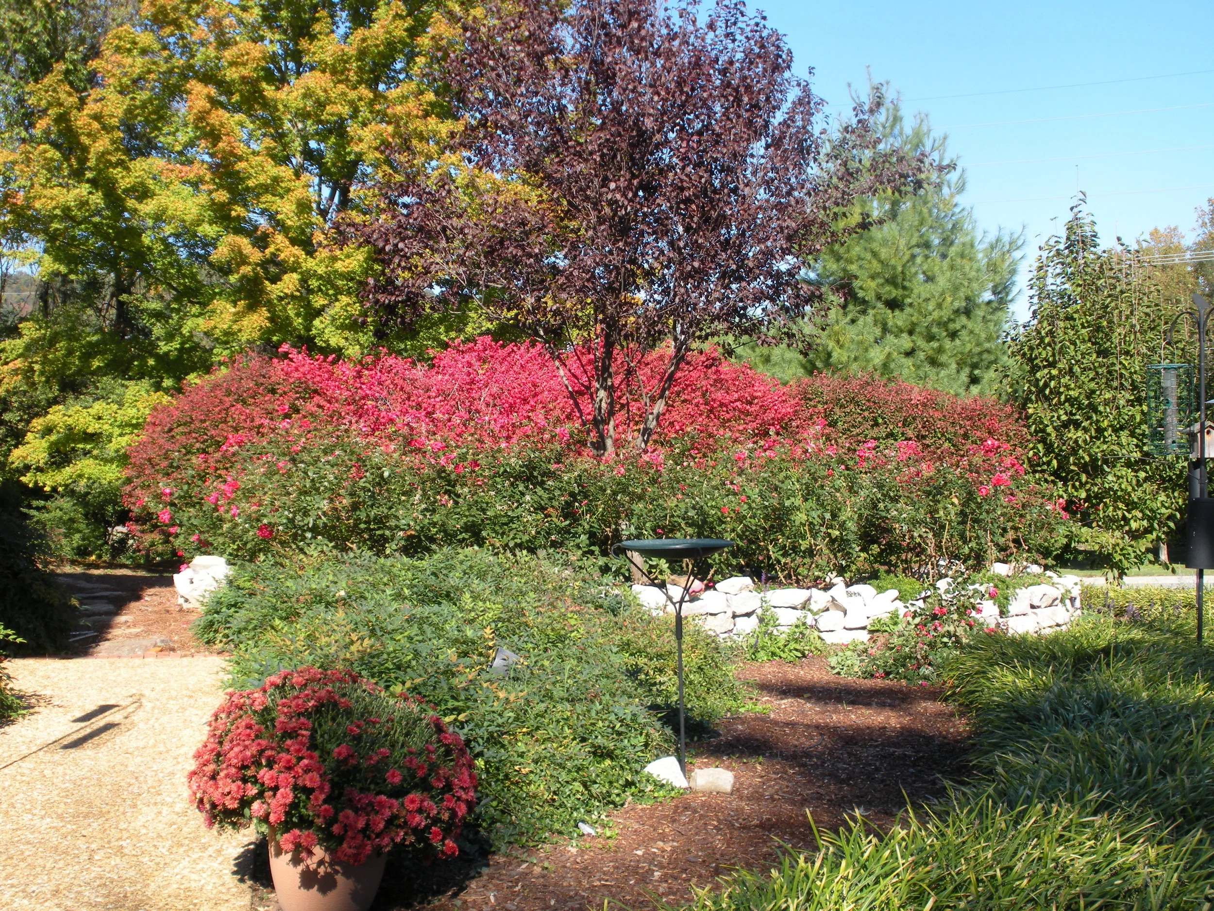8. Front rose bed close-up.JPG