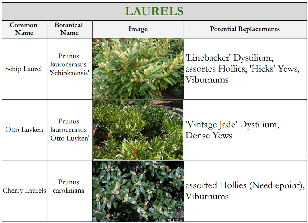 Laurels- Potential Replacements JS Gardening LLC.png