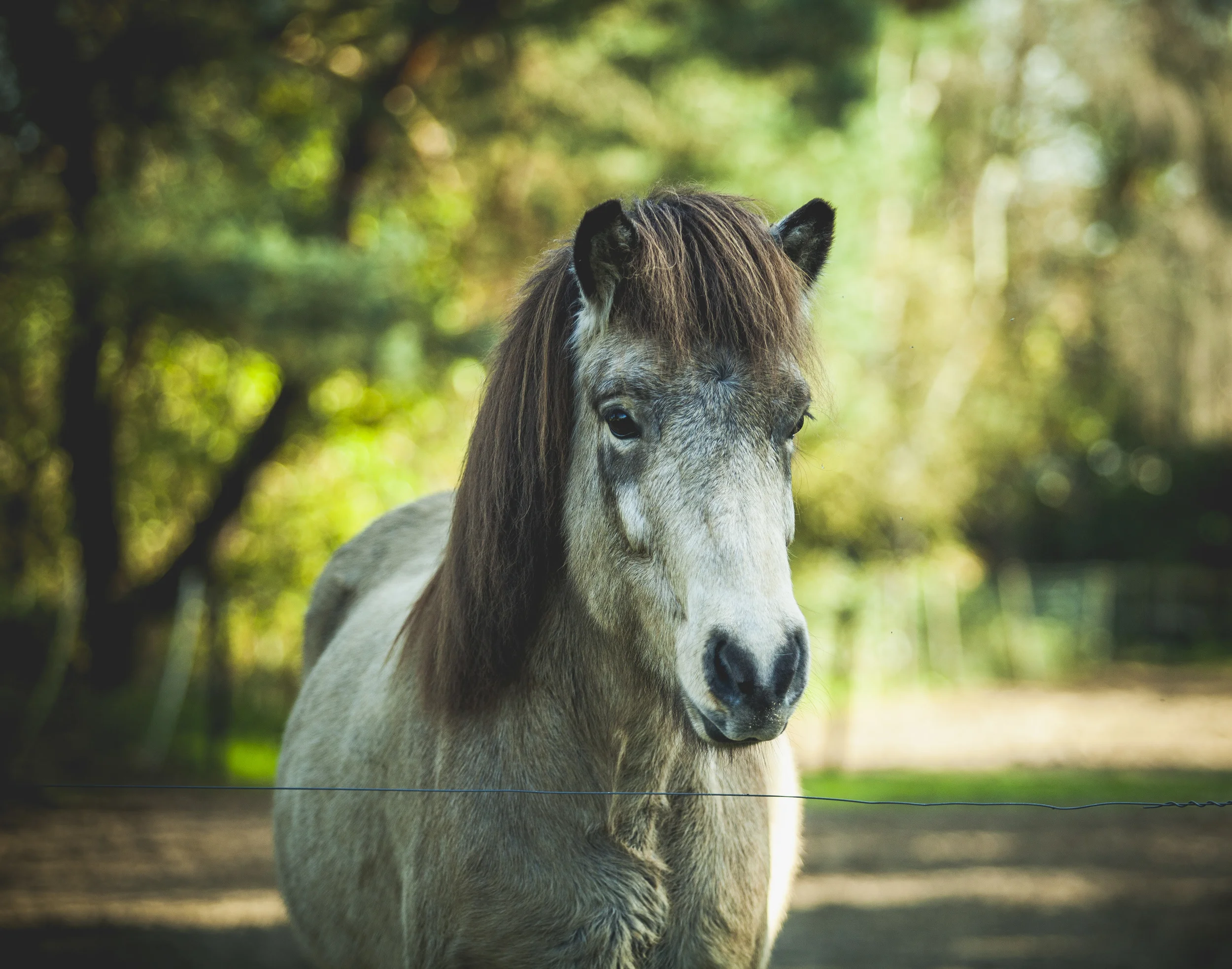 Colorful autumn horse