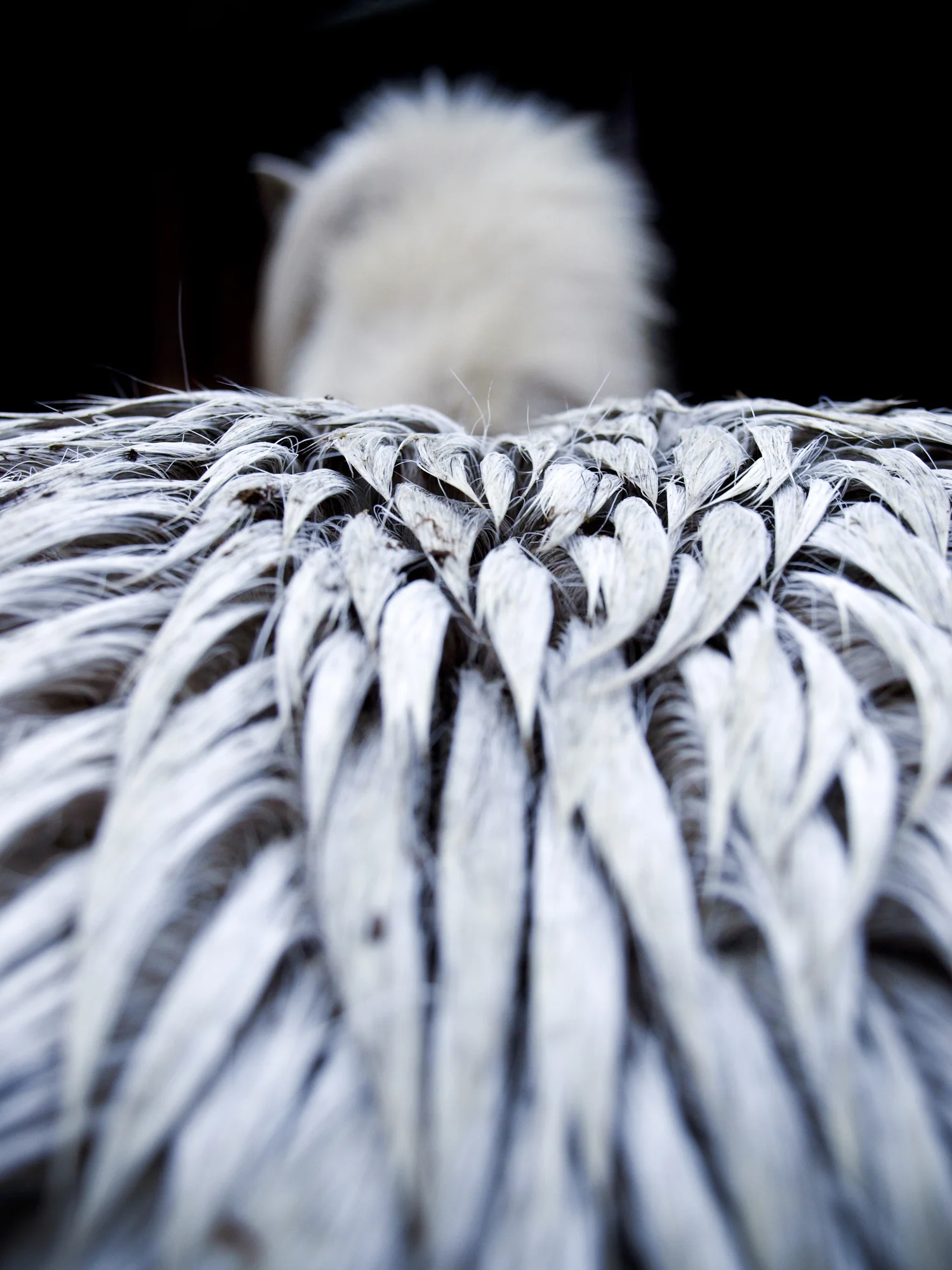 Coat texture