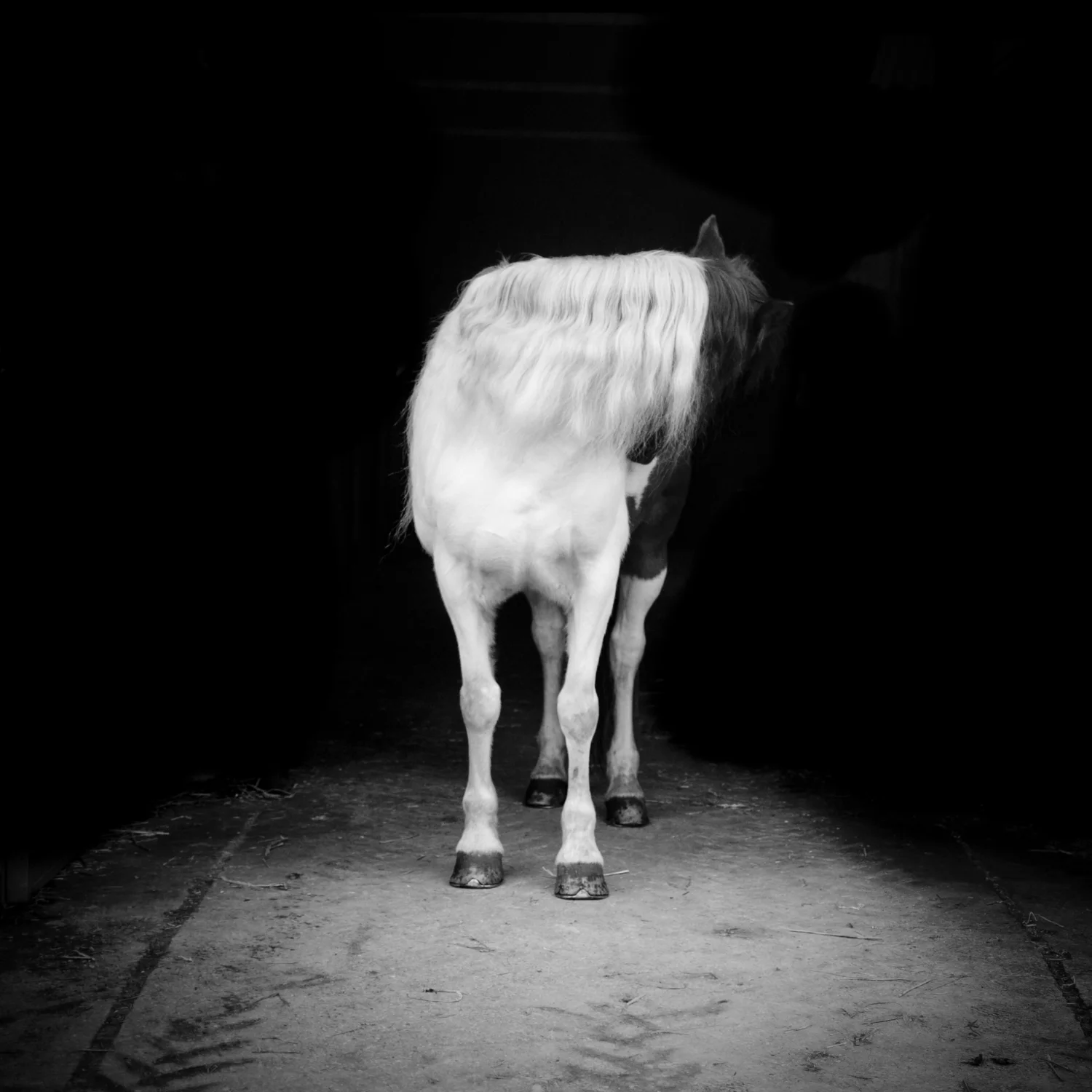 Headless horse