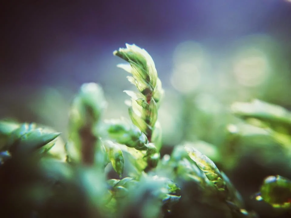 nature-macro-myra-wippler-04.jpg