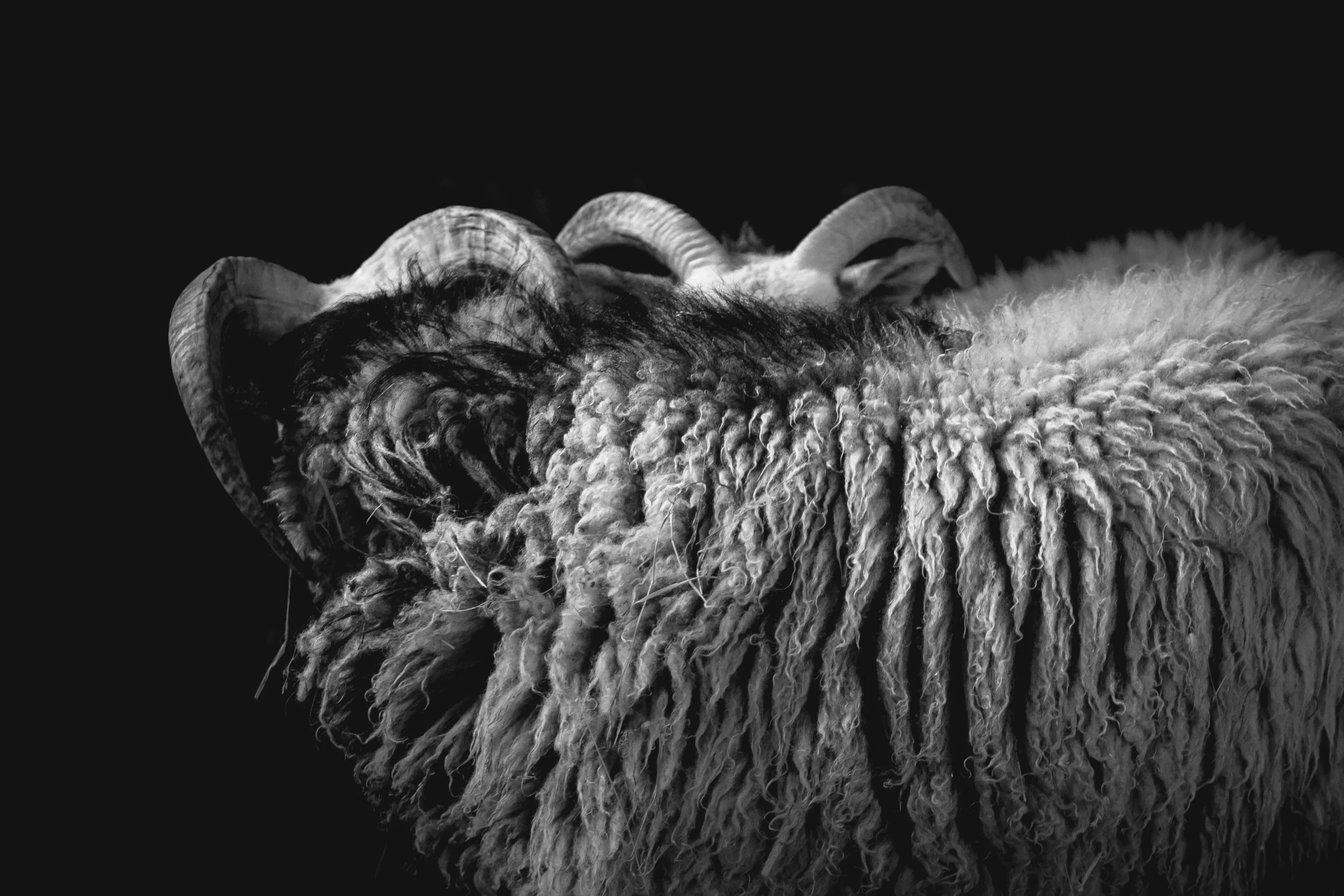 Sheep Twins