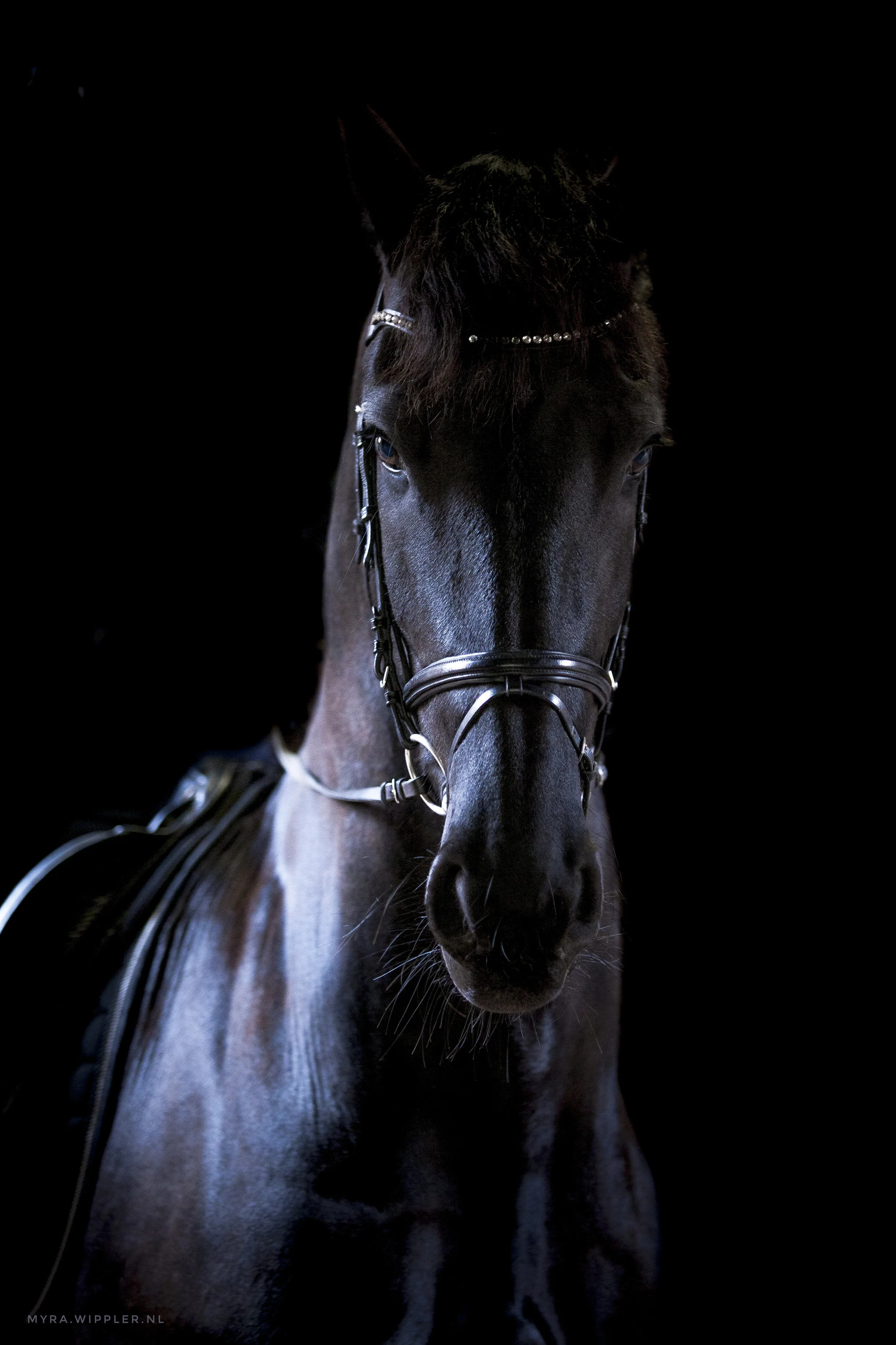 Black Beauty Symmetry