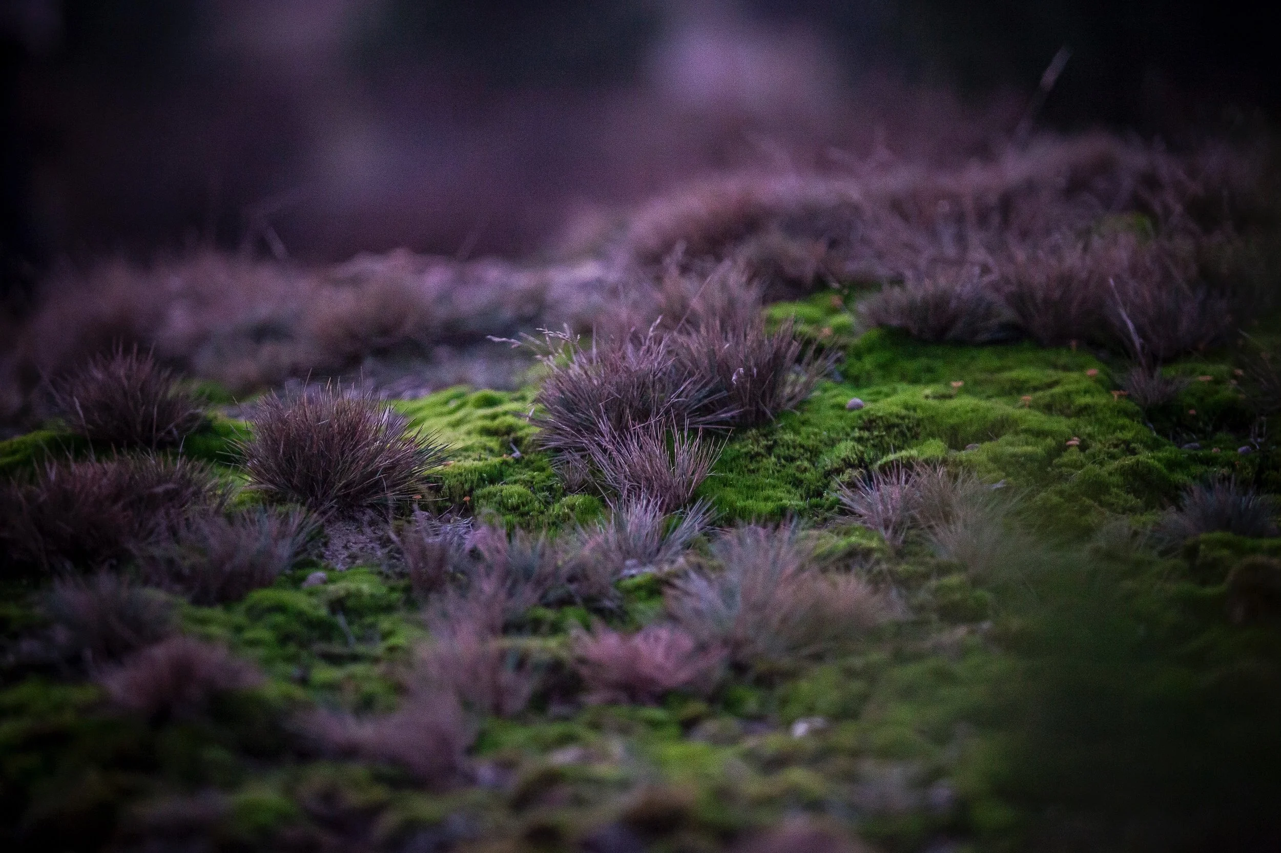 sonse-heide-nature-photography-myra-wippler-004.jpg