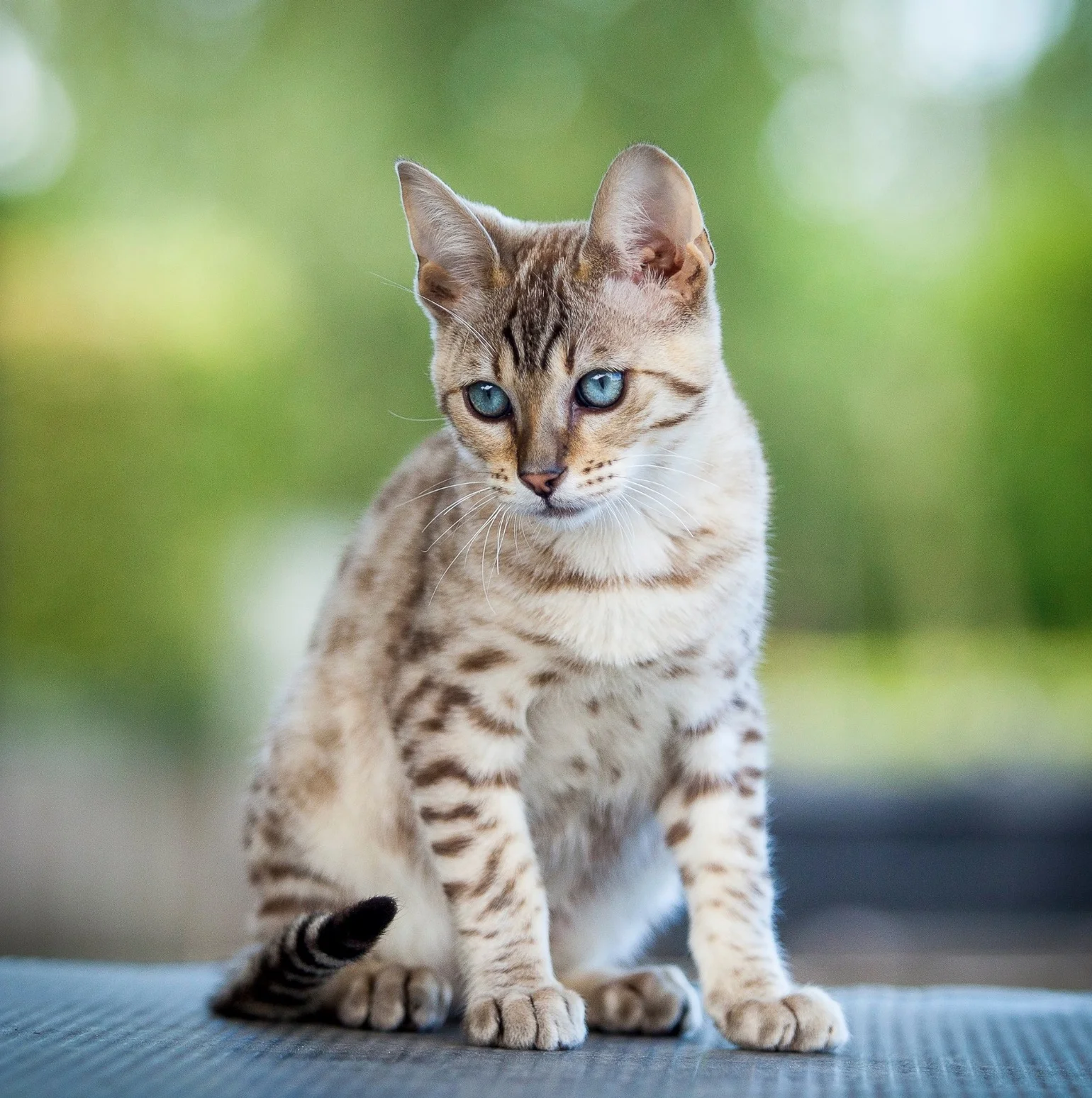 Savannah crossing kitten, Welvaarts