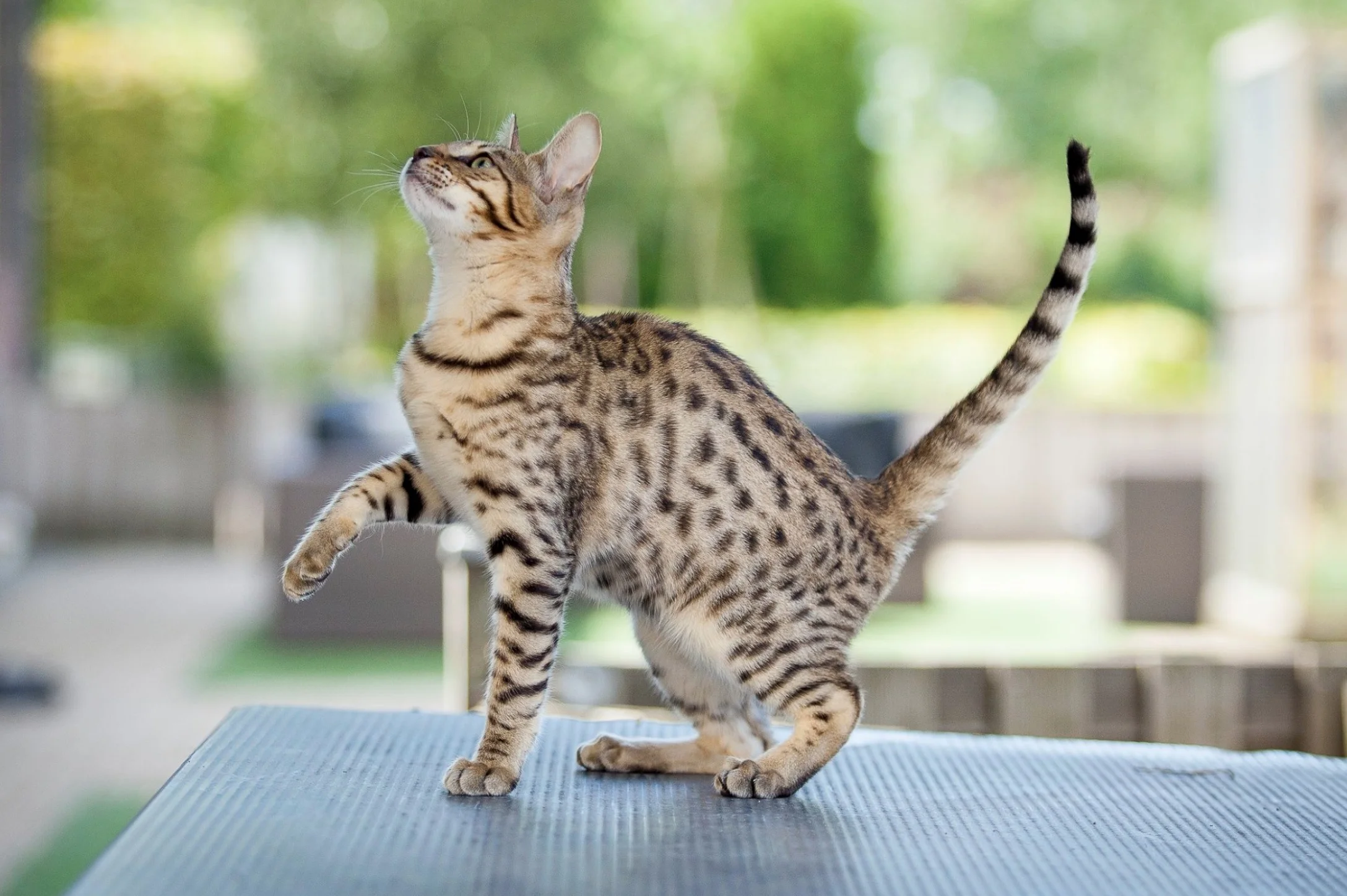 Savannah crossing cat, Welvaarts