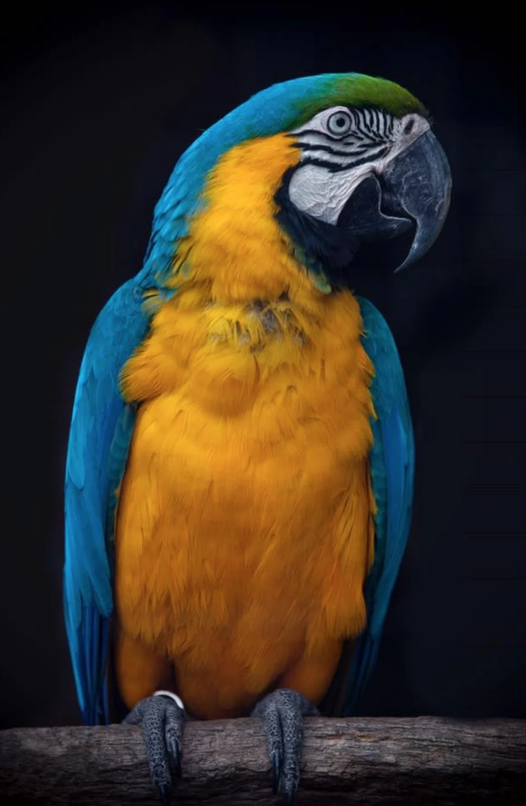 Parrot on Guard