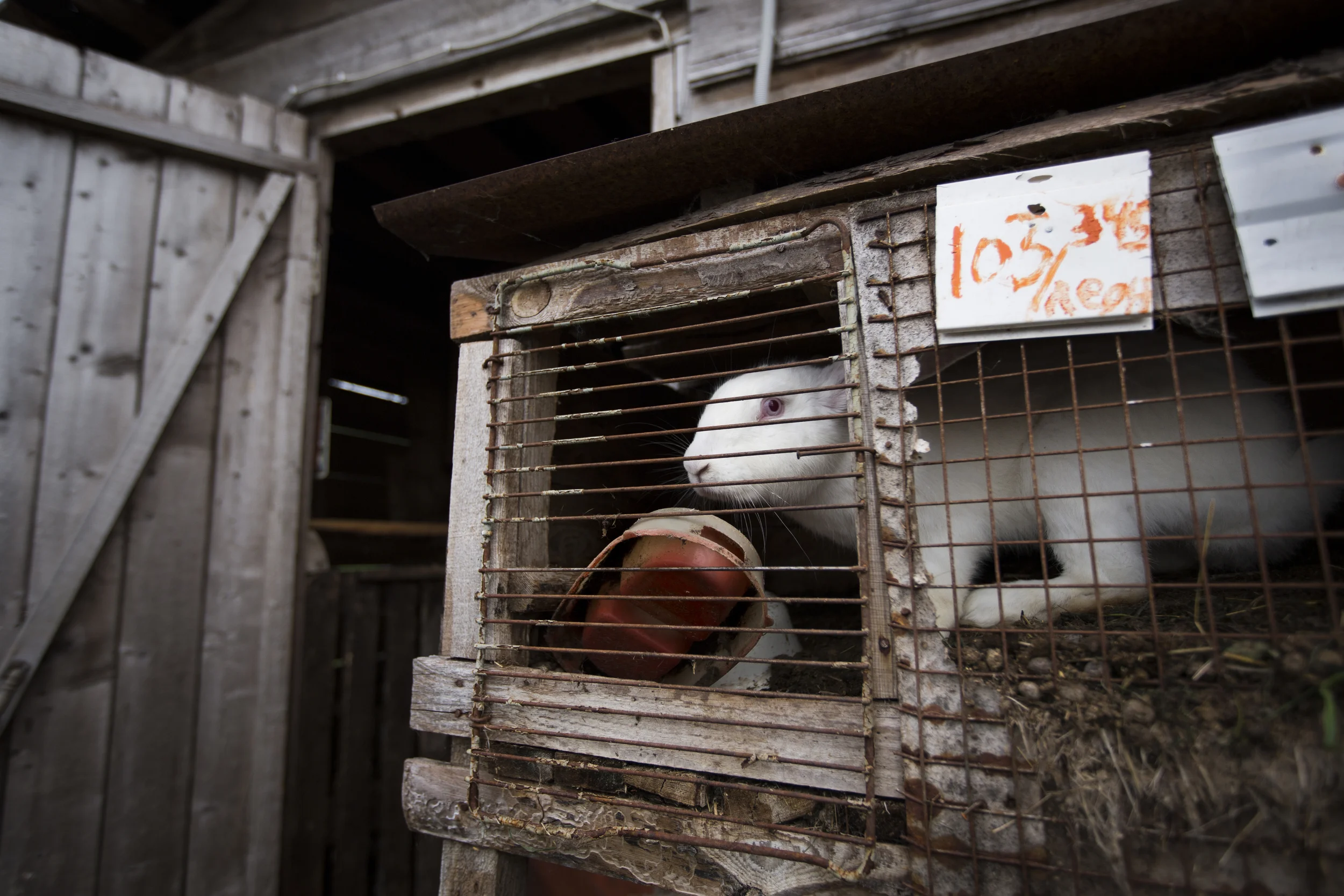 The Teherbeigi family owns over 600 rabbits on their farm in Goritsa, Russia. (© Alicia Afshar)