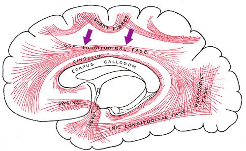 White matter fiber tracts. Also, check out how Neuroscientists image and detect changes in brain tissue (it's art!) <-- click here