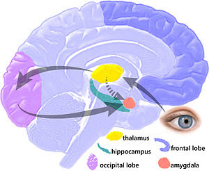 Pathway of memory consolidation between the amygdala and hippocampus (brain region that stores memory) 