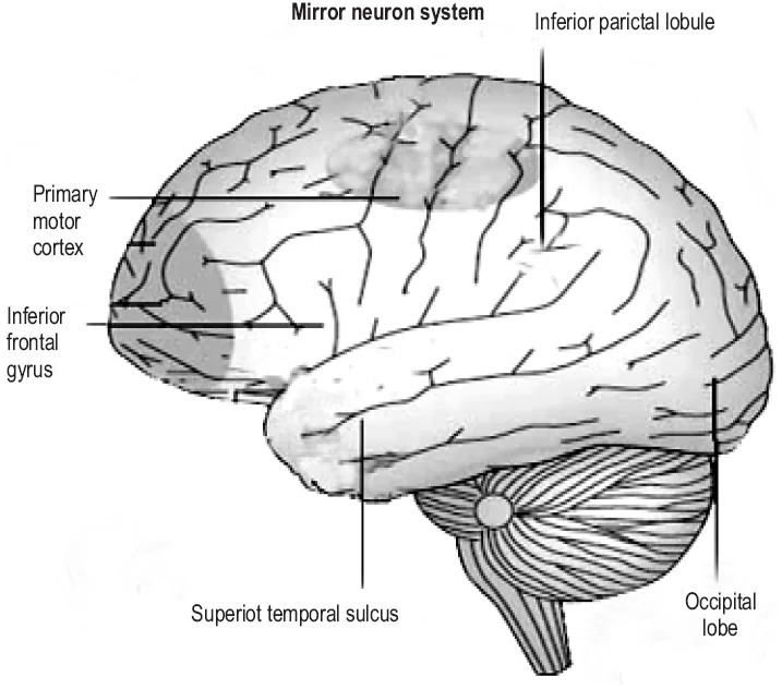 Brain regions that include a majority of mirror neuron activity