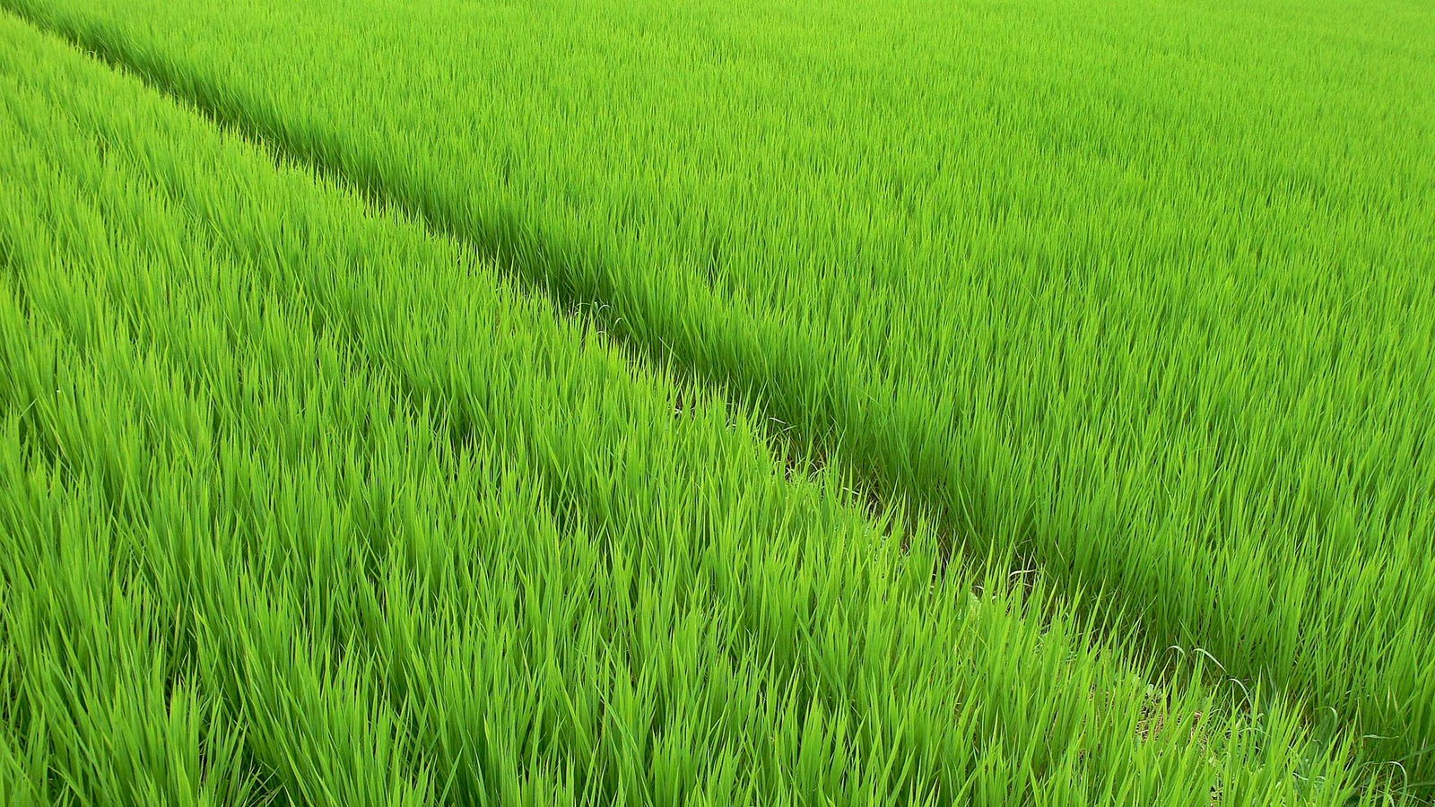 rice-field.jpg