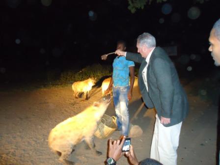 FEEDING HYENAS