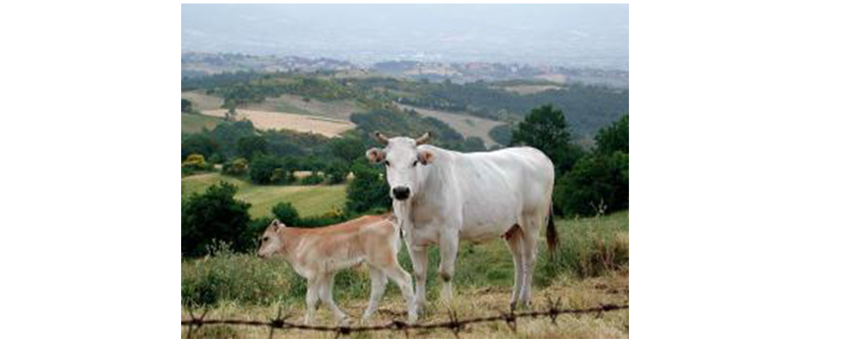 Chianina_cow_and_calf__Tuscany.jpeg