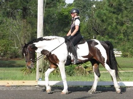 Tucci, working on down stretch. He is a fresian/saddlebred cross. 
