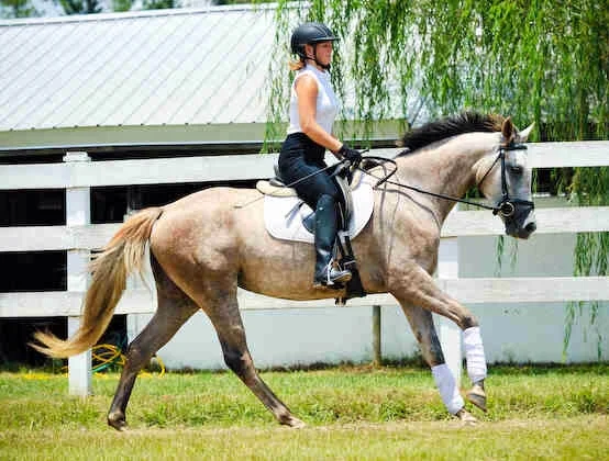 Starting young horses, my experience