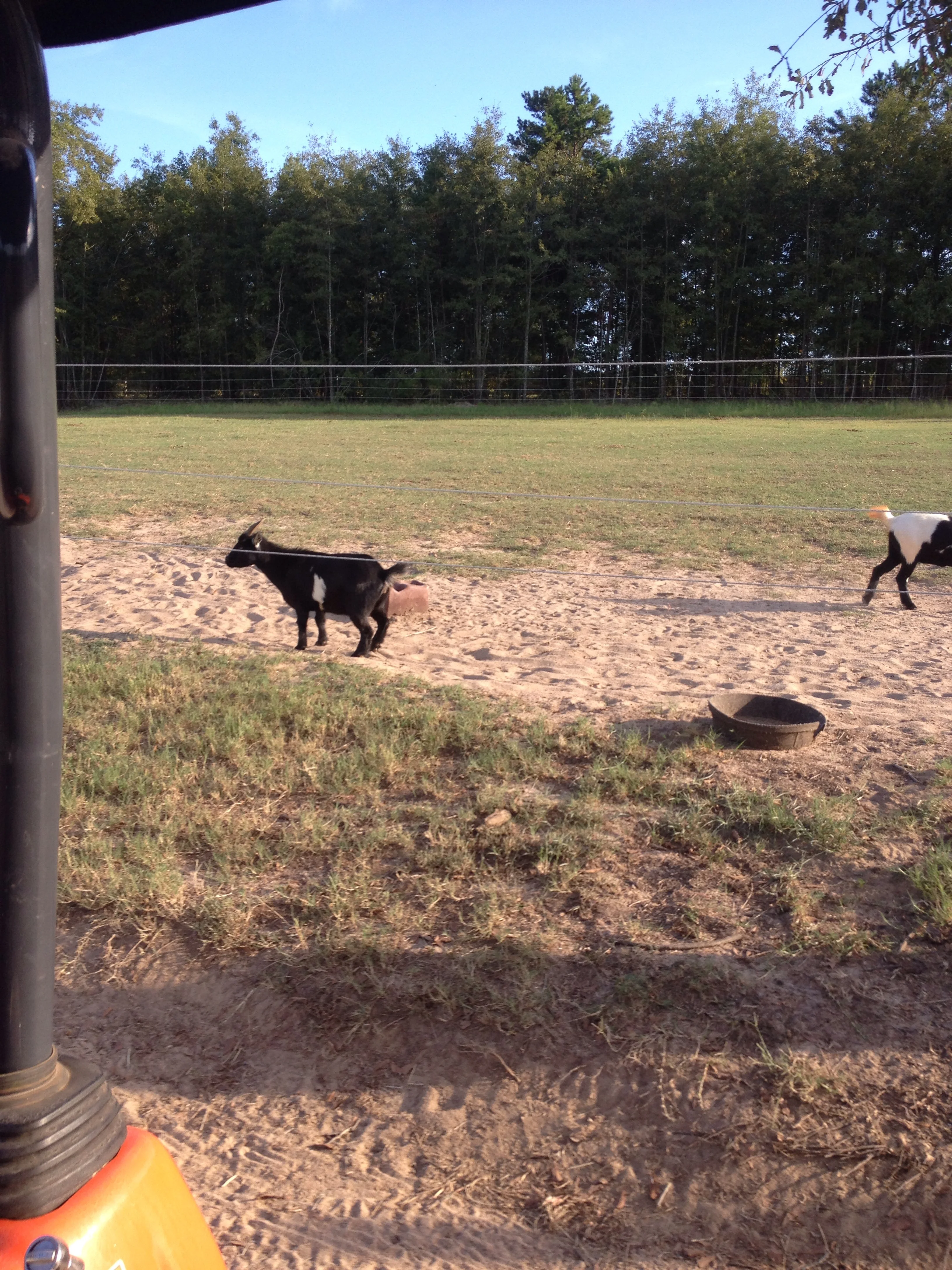 In addition to horses, Royal Palm Farm is home to a small herd of goats that entertain us with their antics. 