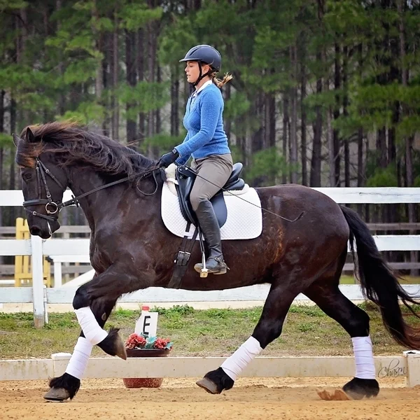 Jaydesn is now in Pa with Kirsten. She says he is her dream horse - Congrats!