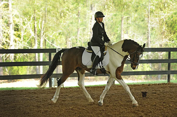 Tucci at his first recognized show, April 2015. Showing training level and scoring 71%!