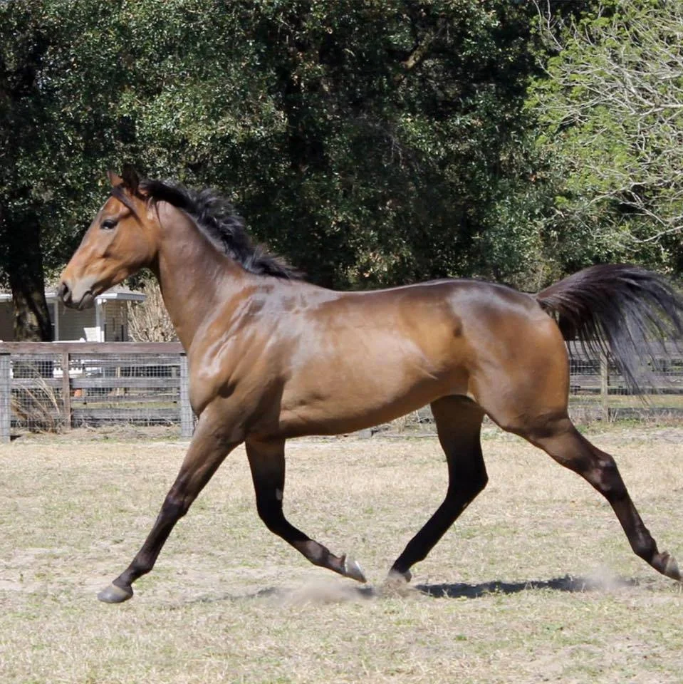 bull trot.jpg