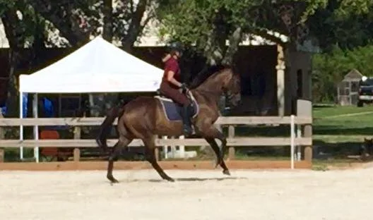 Bull offers this uphill, collected canter! You can see I am still inclined forward, expecting a much more forward canter. I do not discourage this collection however! 
