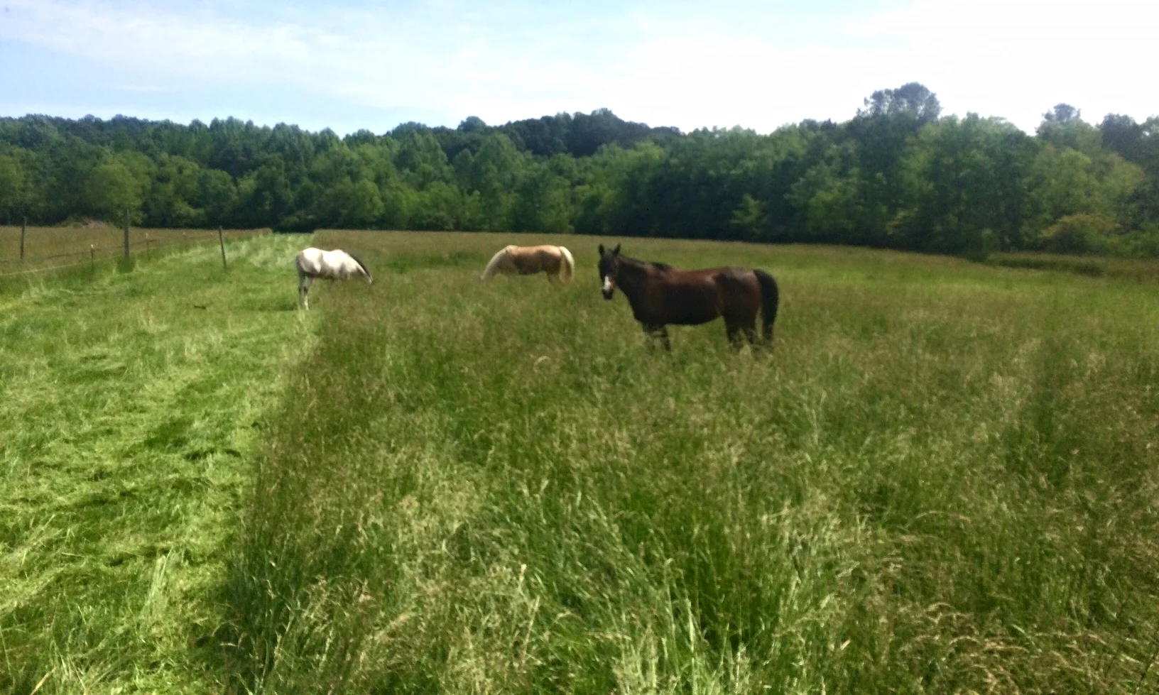 Lots of grass!