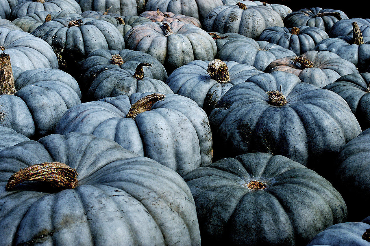 Blue Pumpkins! Who knew? Image from www.beetreestudio.com