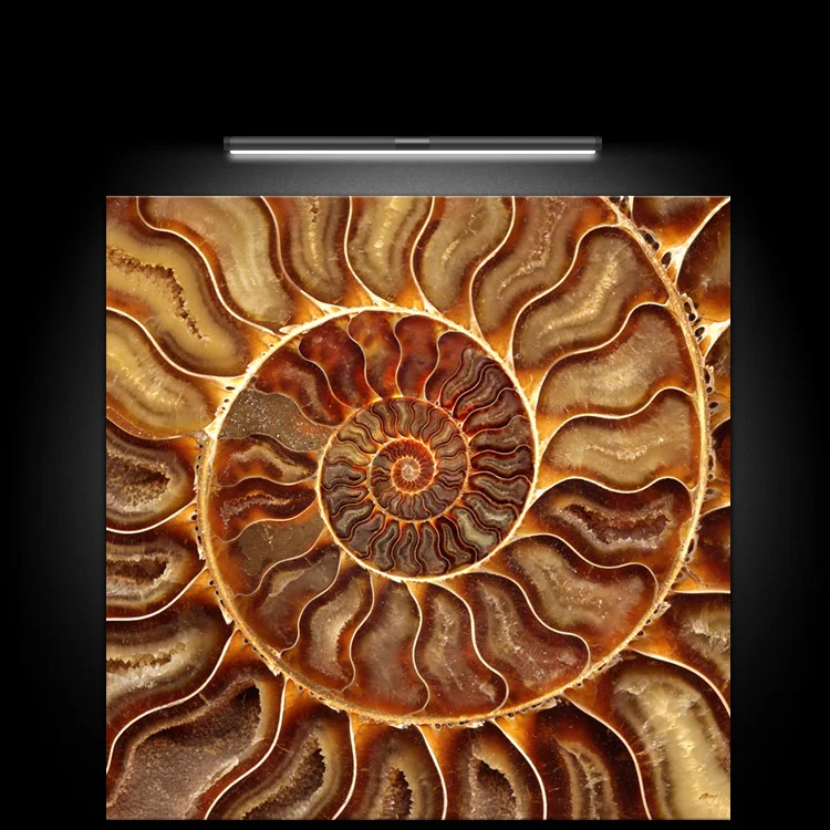 NAUTILUS