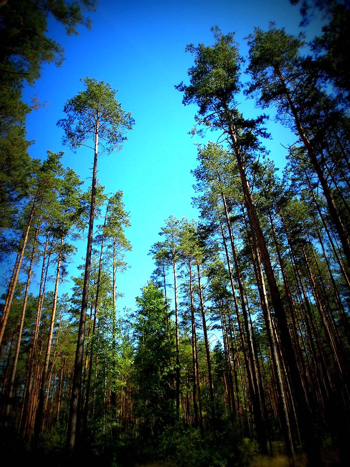Driving through Dzukija National Park, I realized why I've always felt so at home in pine tree woods—my people are from this dreamy landscape.