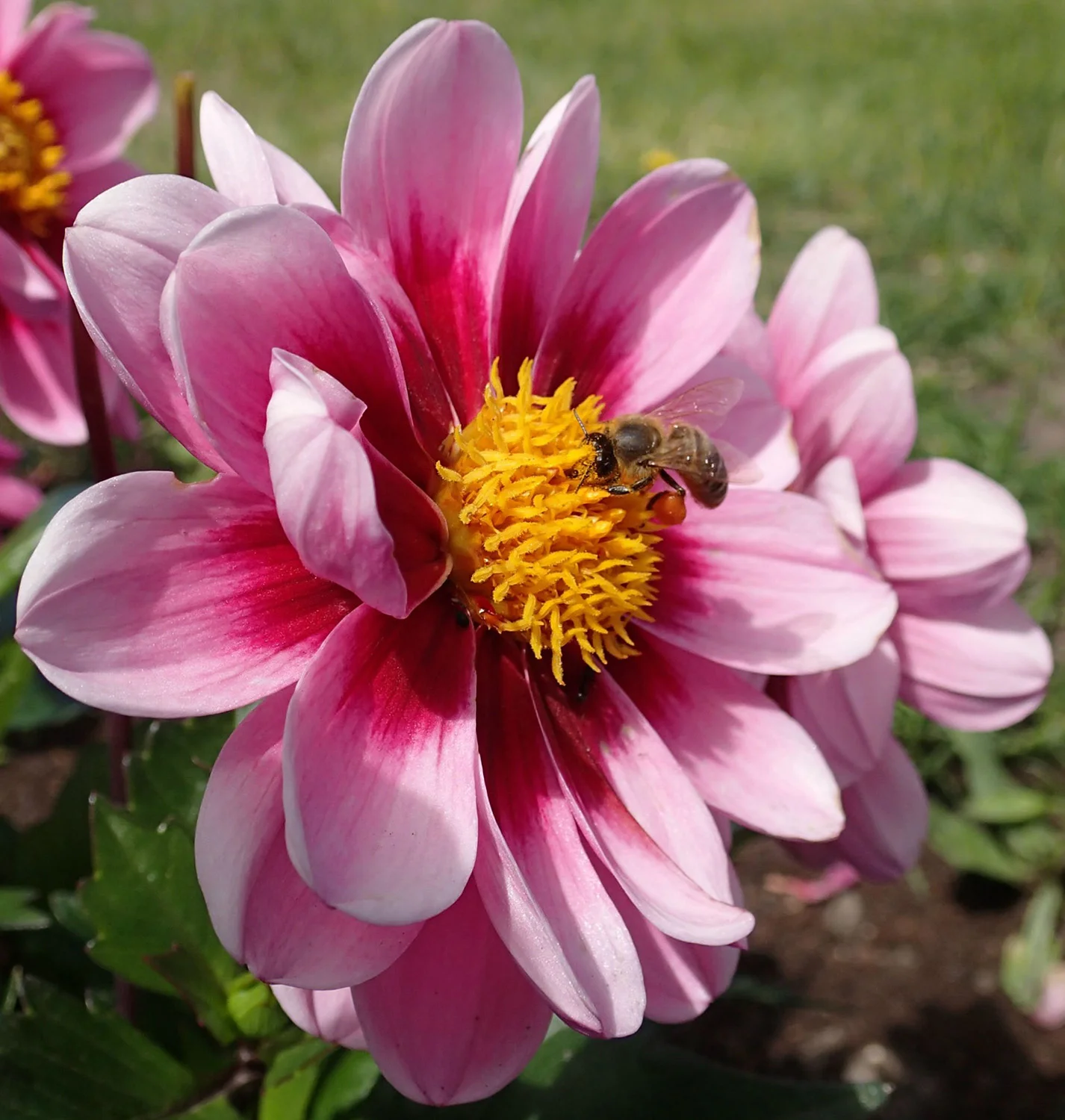 Hello, bumblebee!
