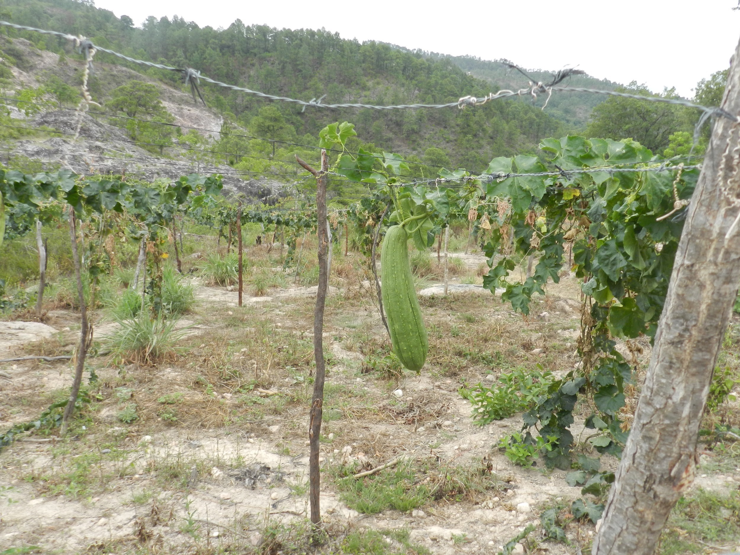 loofah plant.jpg