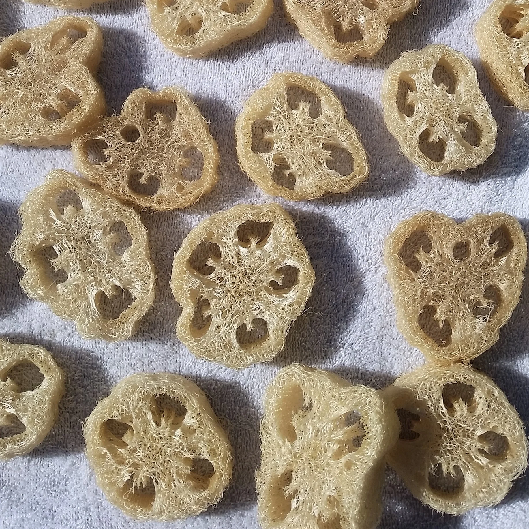 sliced lufa.jpg