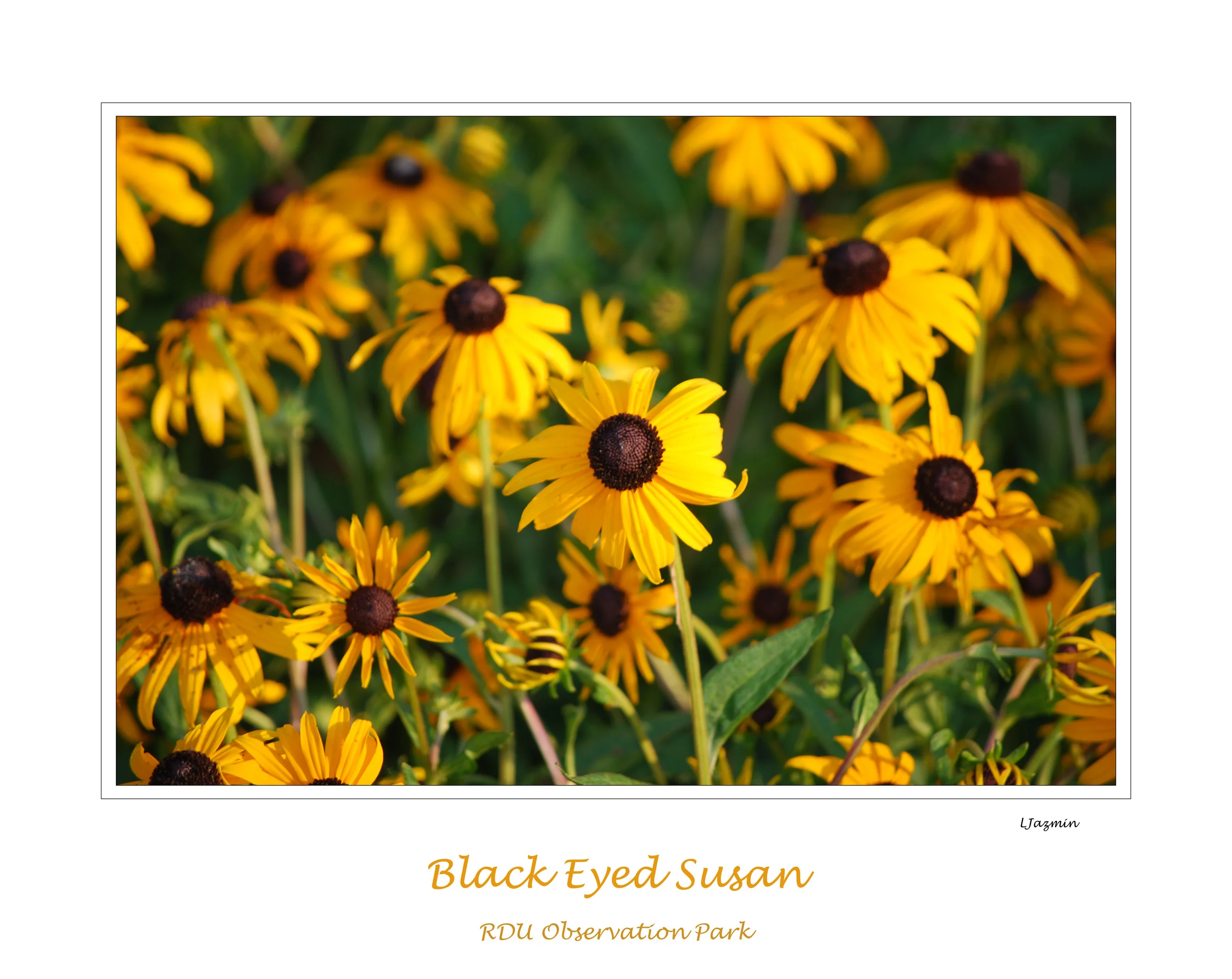 Black-Eyed Susan