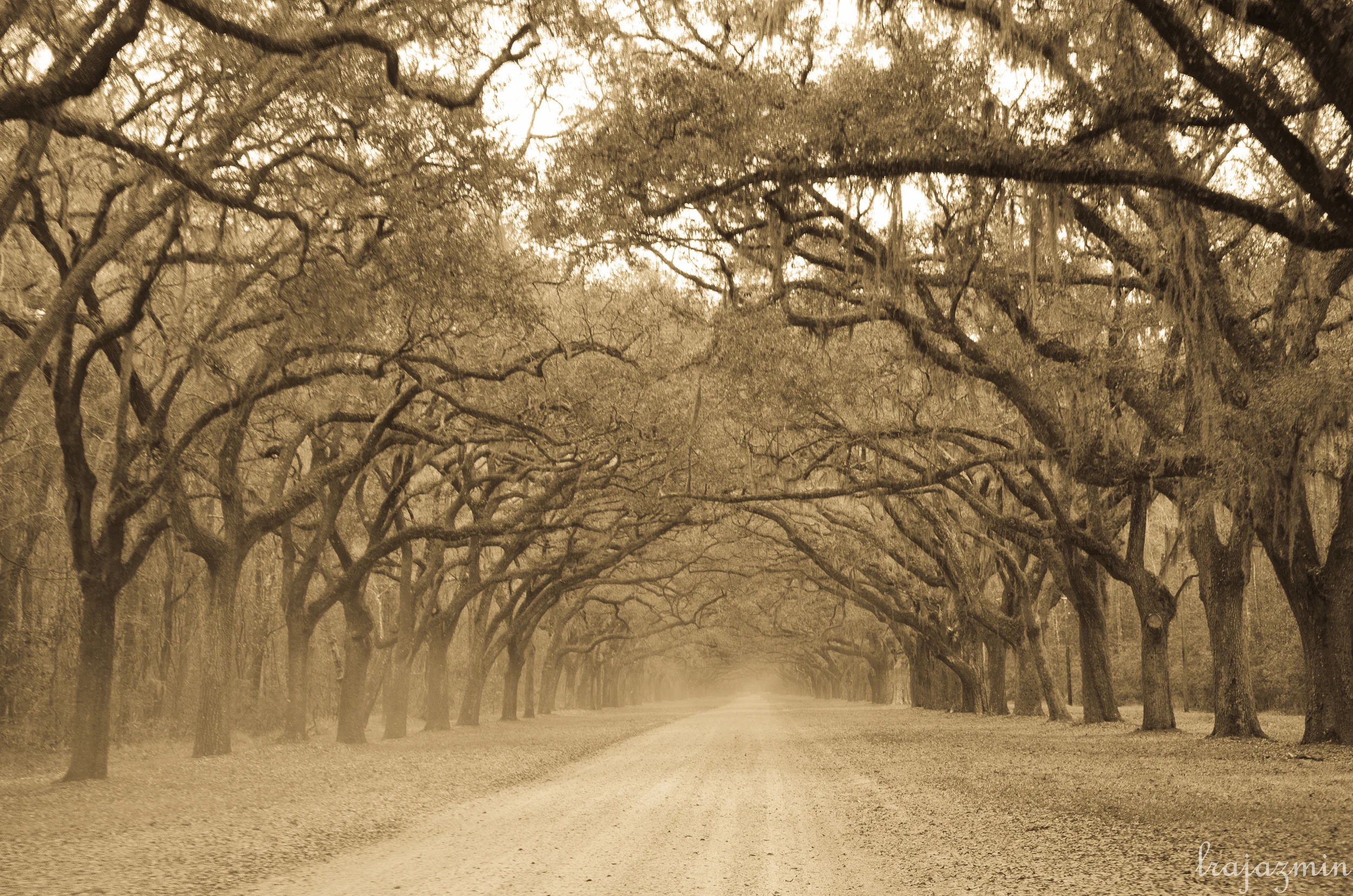 Wormsloe Plantation, Savannah, GA