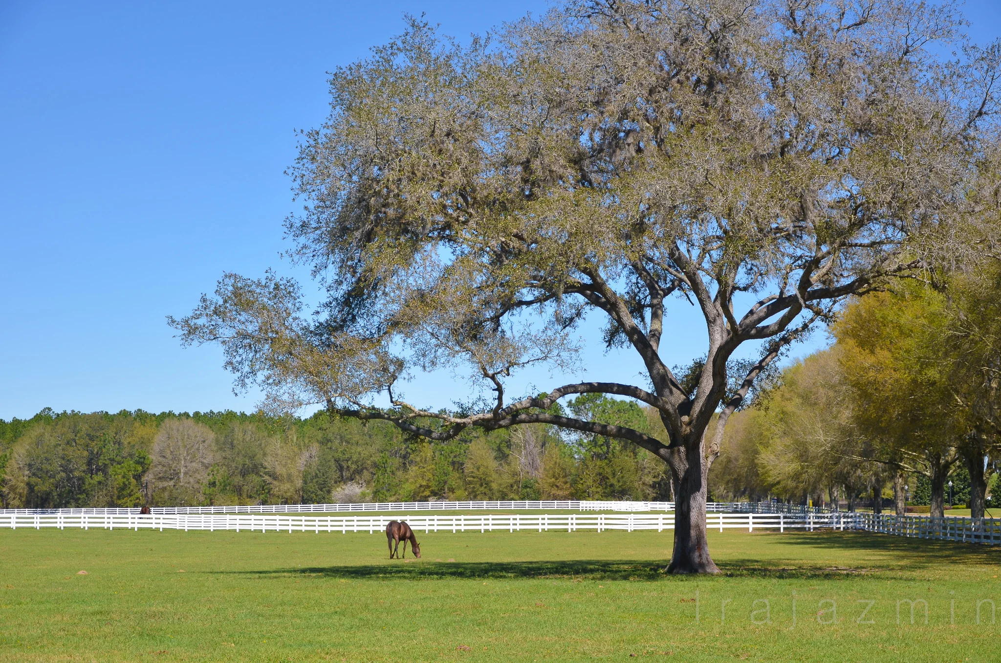 BG Farms, Ocala, FL