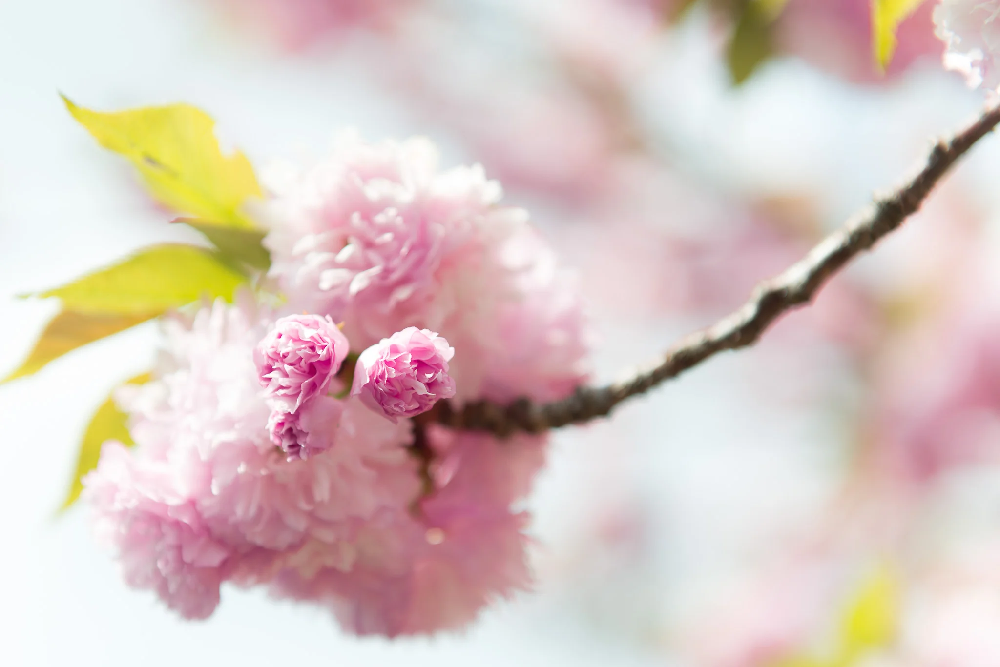 Beautiful cherry blossoms in my neck of the woods!