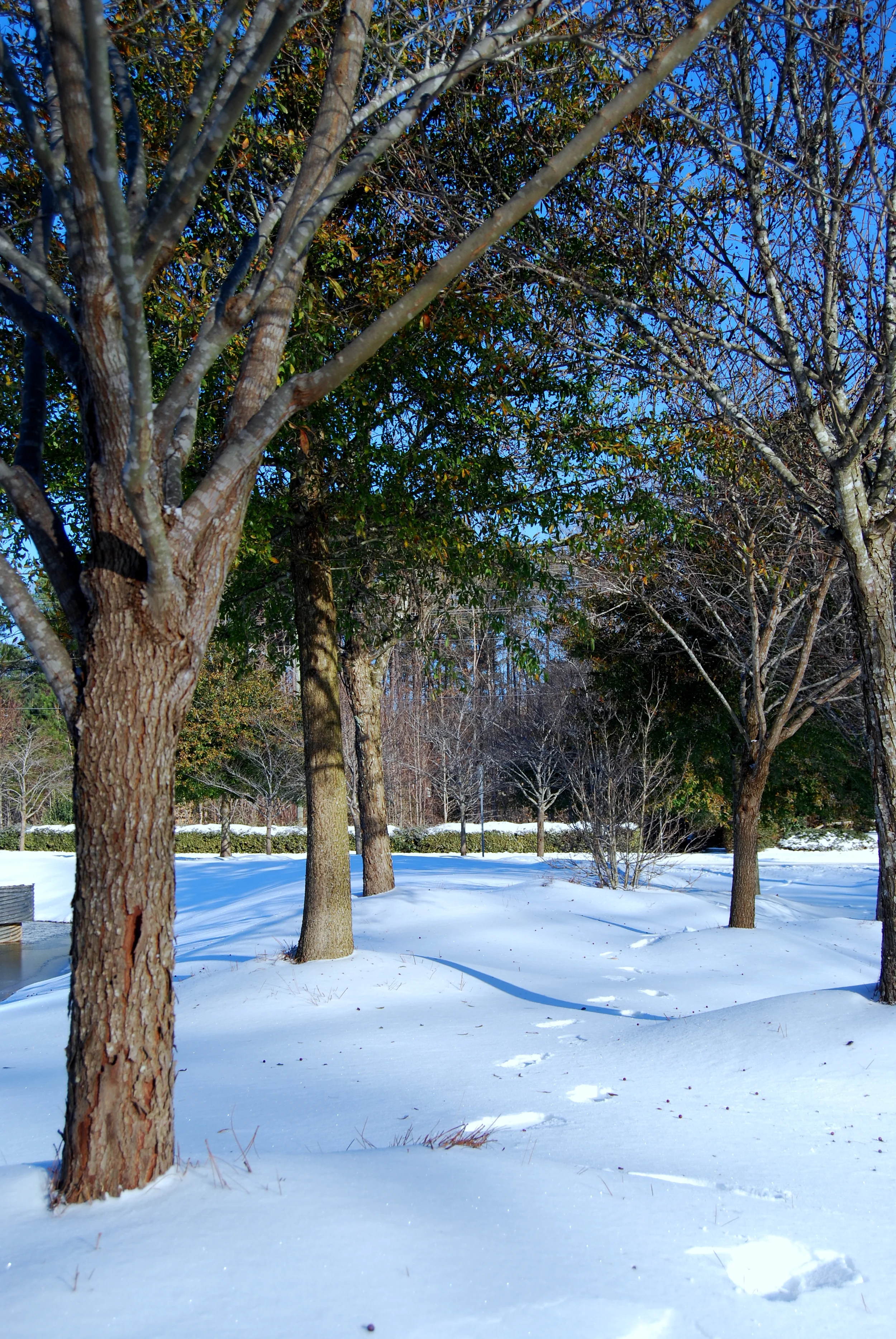 Fresh snow! Cary, NC