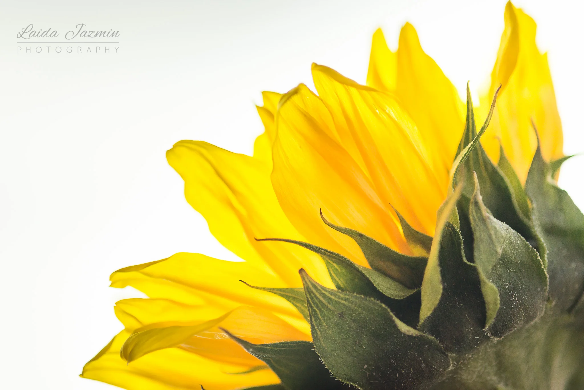 Sunny sunflower on a snowy day!