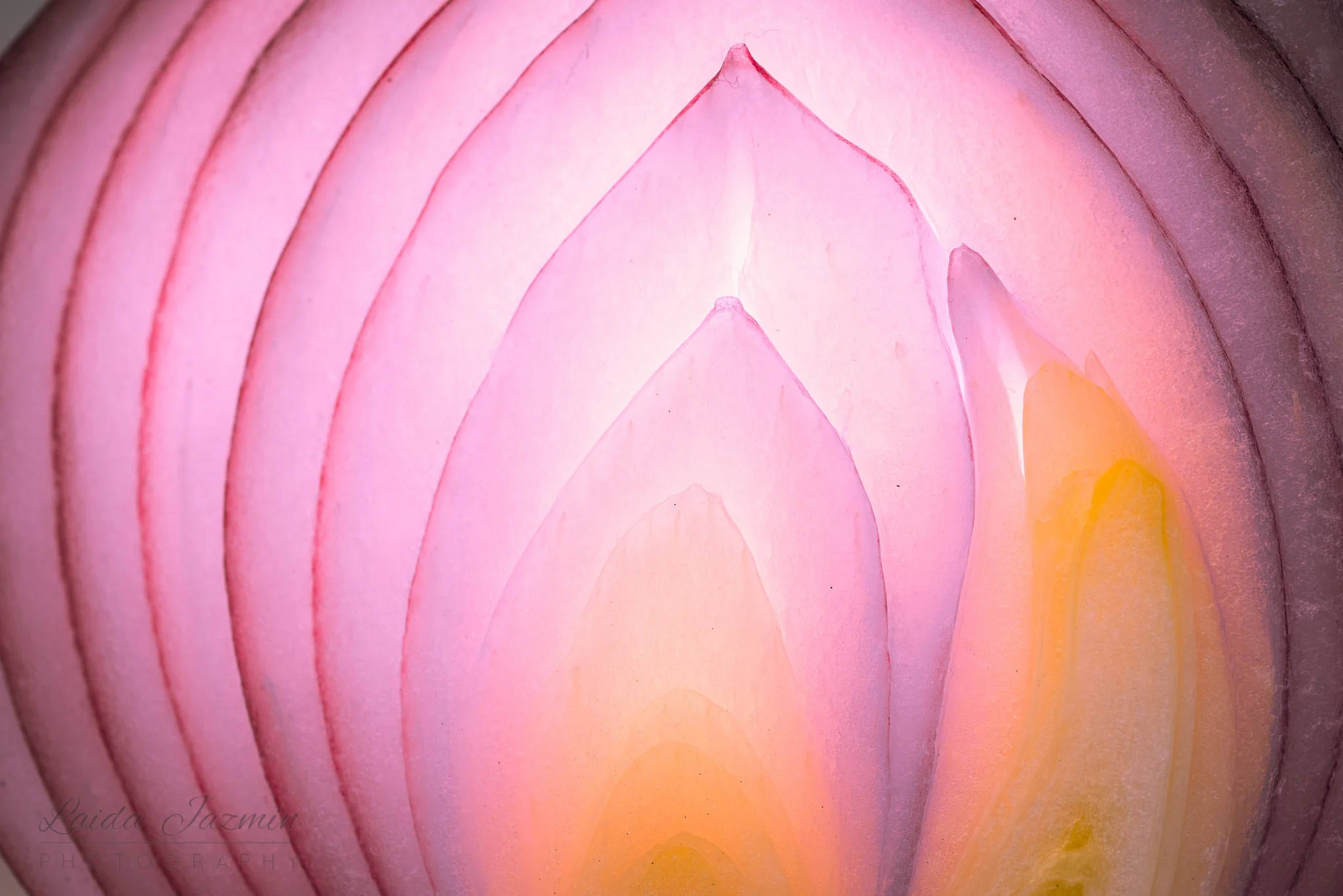 Patterns &amp; Texture #2 - The Dependable Red Onion