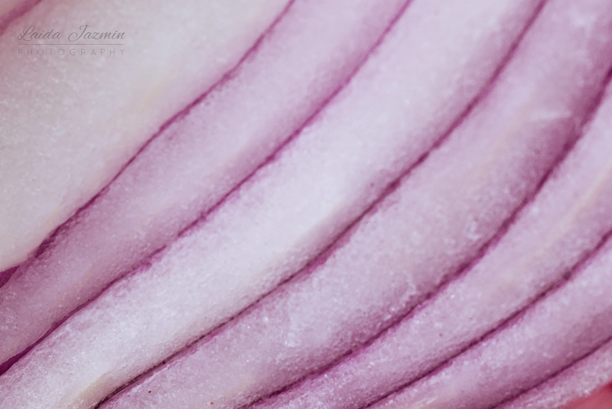 Patterns & Texture - The Dependable Red Onion