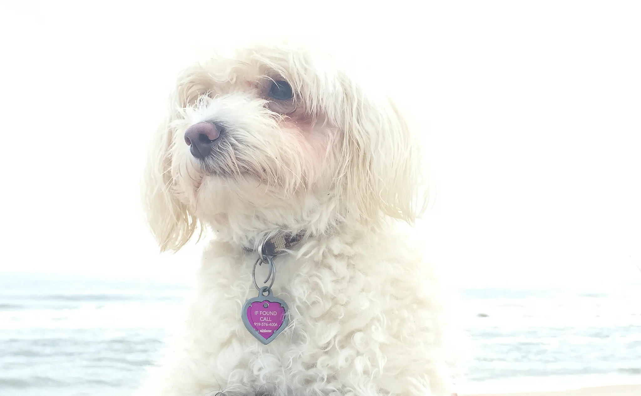 My name is Chloe!