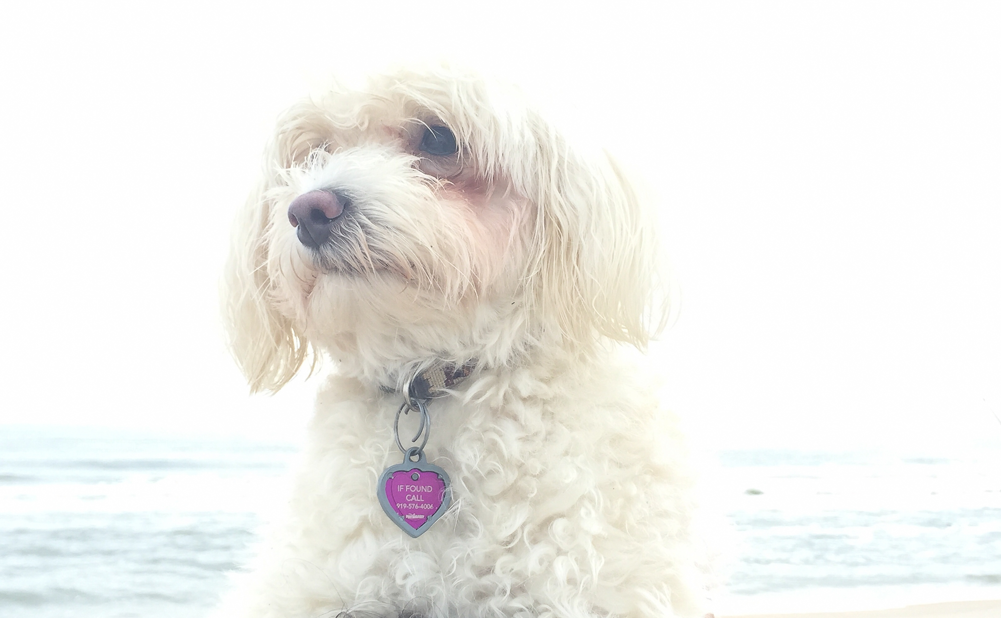 My name is Chloe!