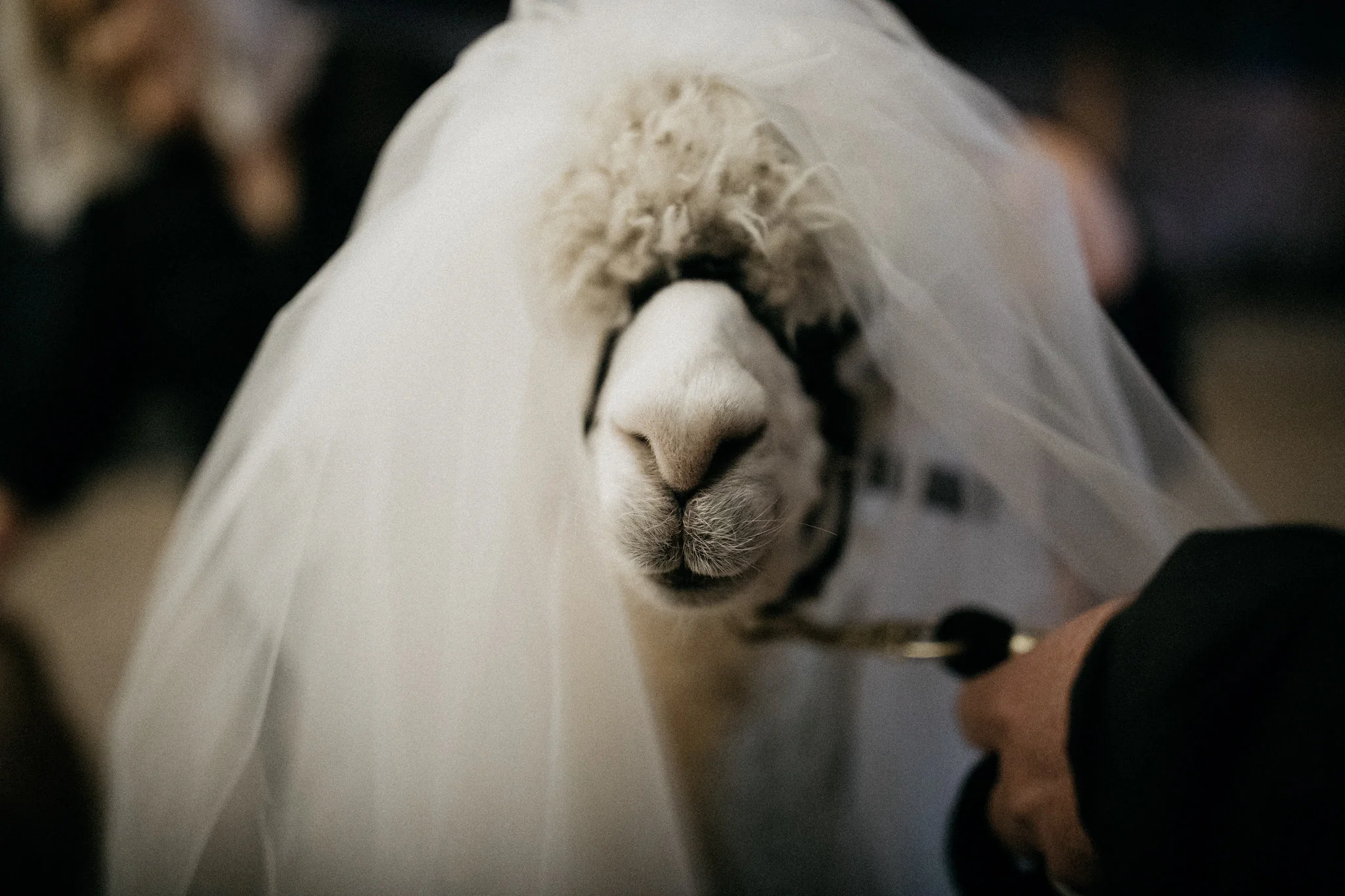 wedding-135.jpg