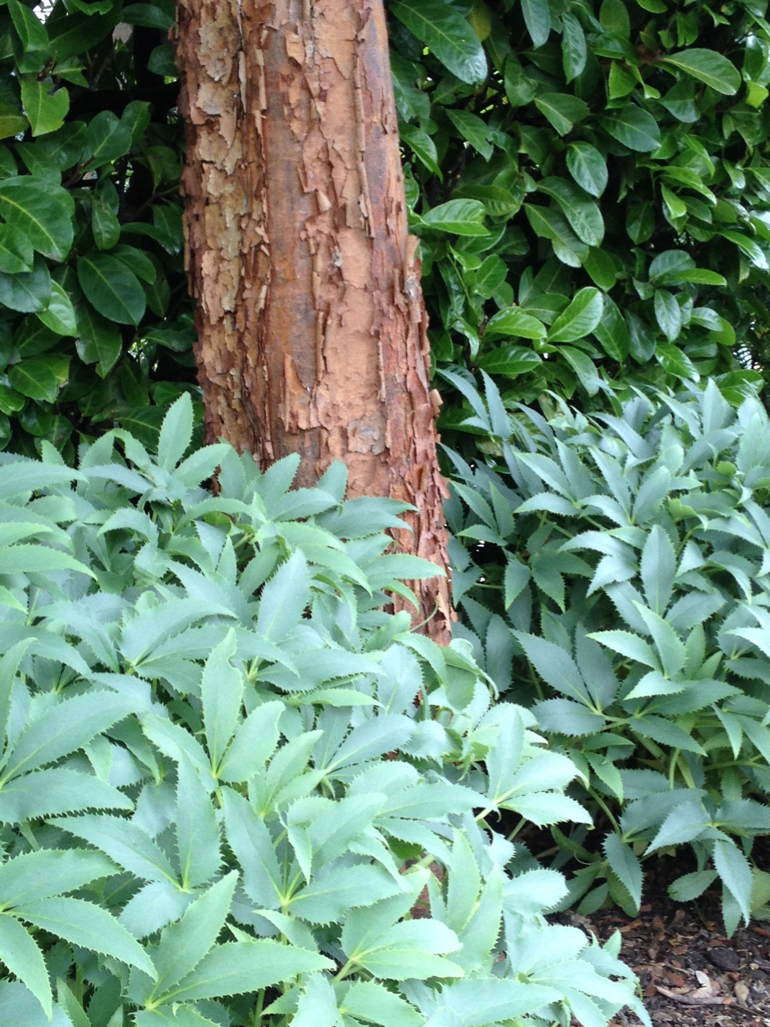 Acer griseum's bark of umber is the perfect contrast to Helleborus argutifolius