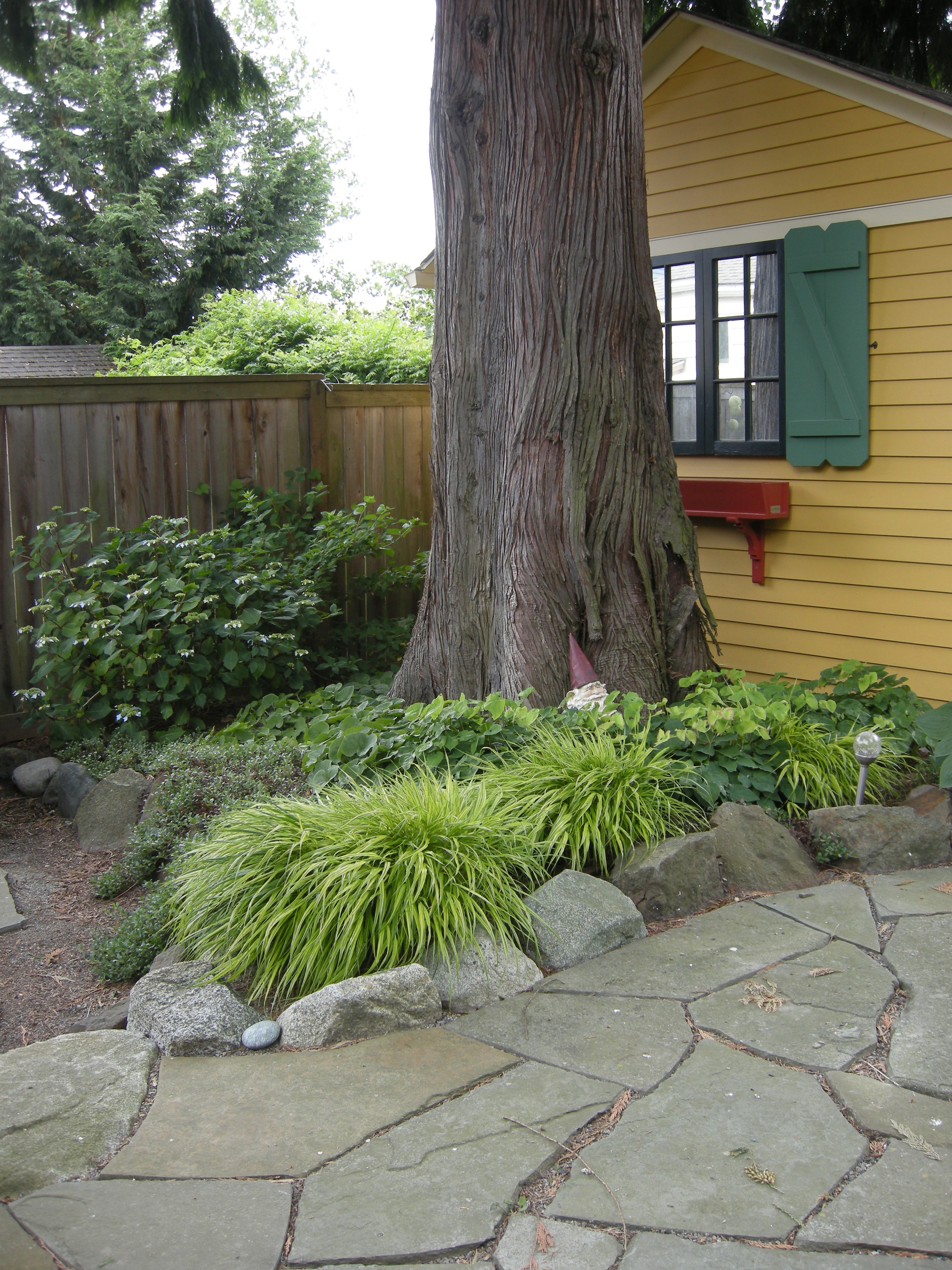 Hakonechloa macra 'Aureola'