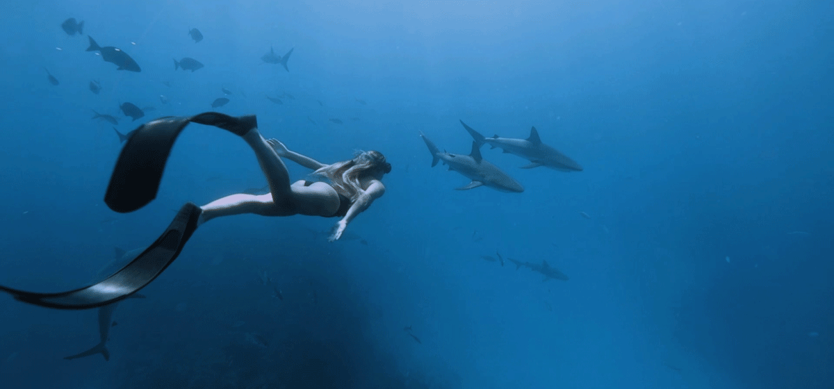 sharks8.gif