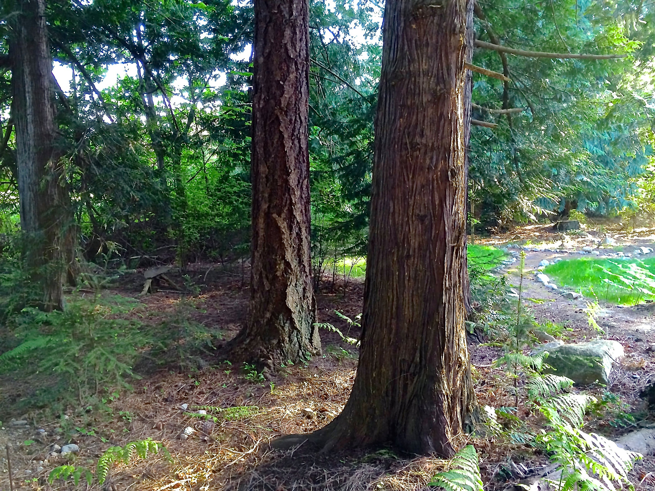 Path meandering through the backyard is a relaxing walk, leading to a shortcut to Crescent Beach or to the Country Corner Market.