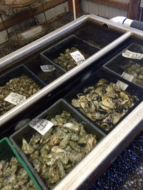 Clams_Oysters.jpg