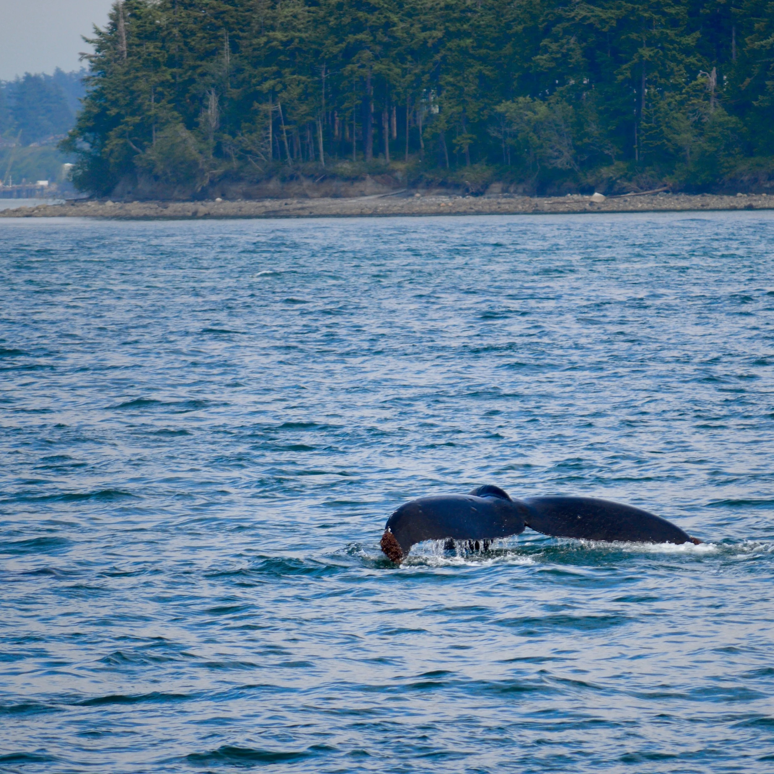 Whale_watching_orcas_Island.jpg